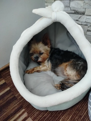Cozy Cartoon Cat Bed: Removable, Washable, & Foldable Delight photo review