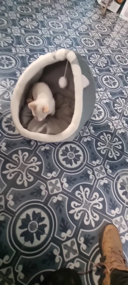Cozy Cartoon Cat Bed: Removable, Washable, & Foldable Delight photo review