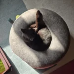 Cozy Dual Cat Bed & Tunnel - Interactive Plush Nest photo review