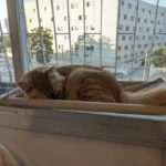 Sunny Cat Hammock Bed - Cozy Aerial Window Nest for Cats photo review