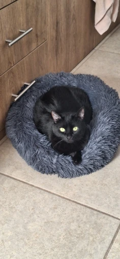 Cozy Round Pet Bed in Stylish Gradient for Large Dogs photo review