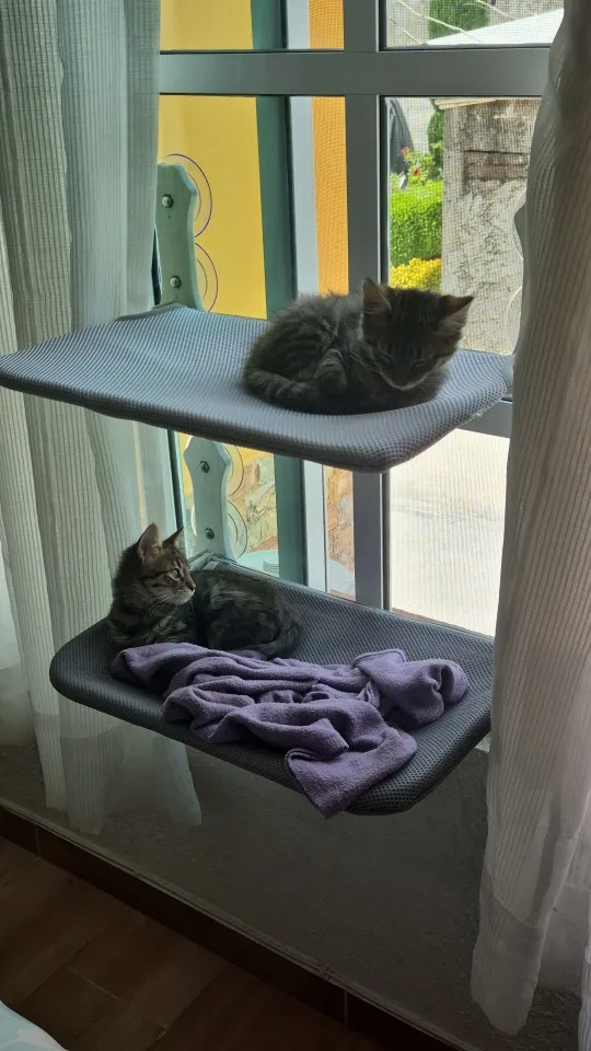 Cozy Suction Cup Cat Hammock for Window Views photo review