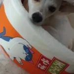 Cozy Noodle-Shaped Pet Bed: Plush, Breathable & Versatile Home photo review