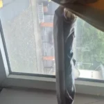 Sunny Cat Hammock Bed - Cozy Aerial Window Nest for Cats photo review