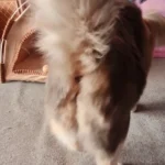 Versatile Foldable Cat Tent: Cool & Cozy All-Season Haven photo review