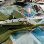 Lifelike Tropical Ficus Tree - No-Maintenance Home Decor photo review