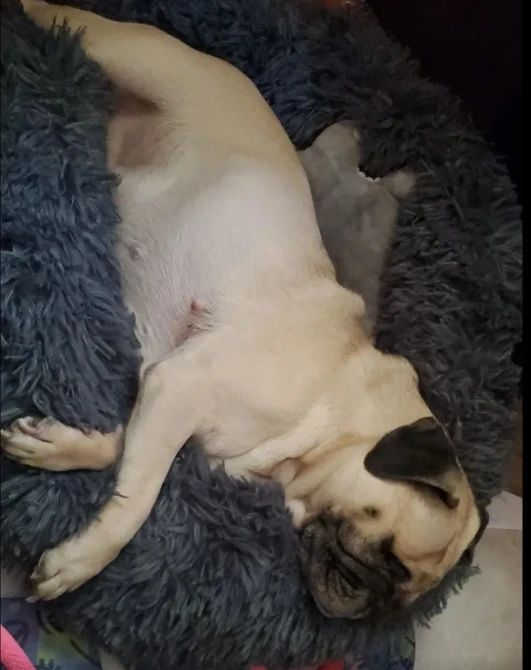 Cozy Round Pet Bed in Stylish Gradient for Large Dogs photo review