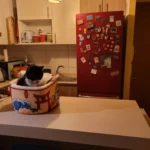 Cozy Super Large Pet Nest Bed for Dogs and Cats photo review