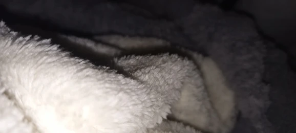 Cozy Cream Pineapple Turtle Plush Pillowcase for Home Decor photo review