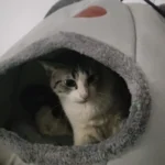 Cozy Cotton Cat Cave: Ultimate Winter Pet Bed Retreat photo review