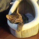 Cozy Cartoon Cat Bed: Removable, Washable, & Foldable Delight photo review