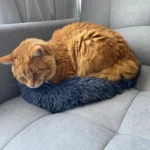 Home Plush Pet Nest Winter Cat Nest Dog Nest Warm Detachable and Washable Round Cat Nest Pet Bed Seasonal Universal Decoration photo review