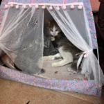 Cozy Flower Tent Nest for Cats & Small Dogs - All Seasons photo review
