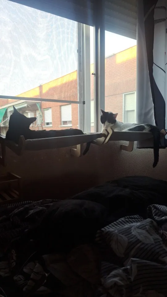 Cozy Cat Hammock with Window View & Wooden Stand photo review