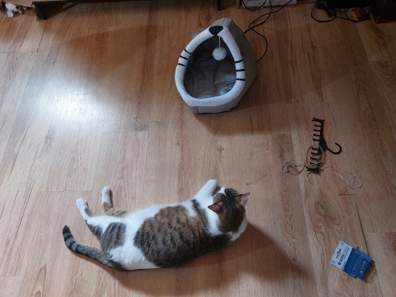 Cozy Cartoon Cat Bed: Removable, Washable, & Foldable Delight photo review
