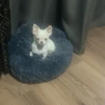 Plush Donut Cat Bed: Cozy, Washable Comfort for Pets photo review