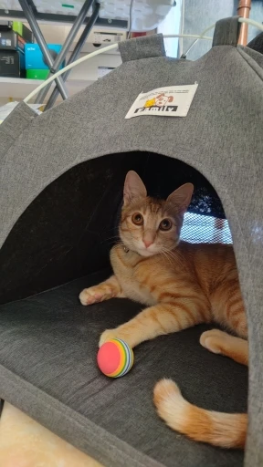 Versatile Foldable Cat Tent: Cool & Cozy All-Season Haven photo review