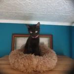 Home Plush Pet Nest Winter Cat Nest Dog Nest Warm Detachable and Washable Round Cat Nest Pet Bed Seasonal Universal Decoration photo review