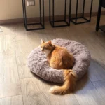 Plush Donut Cat Bed: Cozy, Washable Comfort for Pets photo review