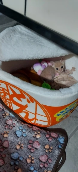 Cozy Noodle-Shaped Pet Bed: Plush, Breathable & Versatile Home photo review