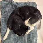 Cozy Corduroy Dog Bed - Detachable & Washable Comfort Mat photo review