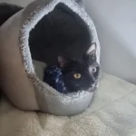 Cozy Cotton Cat Cave: Ultimate Winter Pet Bed Retreat photo review