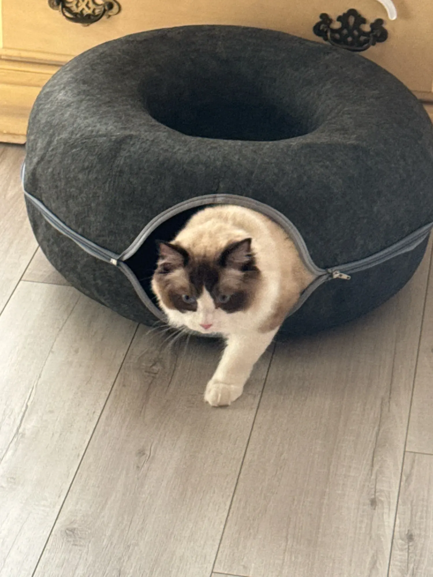 Cozy Dual Cat Bed & Tunnel - Interactive Plush Nest photo review