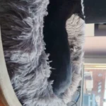 Plush Donut Cat Bed: Cozy, Washable Comfort for Pets photo review