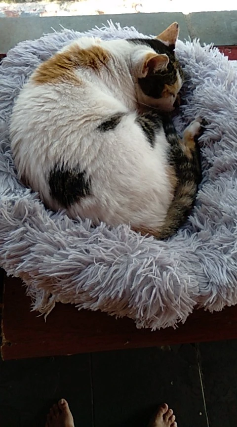 Cozy Plush Cat Bed for Ultimate Warmth & Comfort photo review