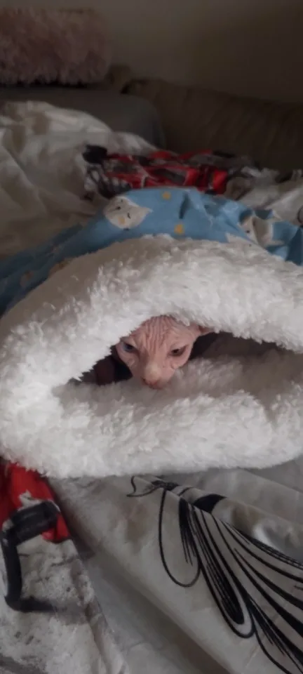 Cozy Plush Cat Sleeping Bag - Ultra Soft Travel Nest photo review