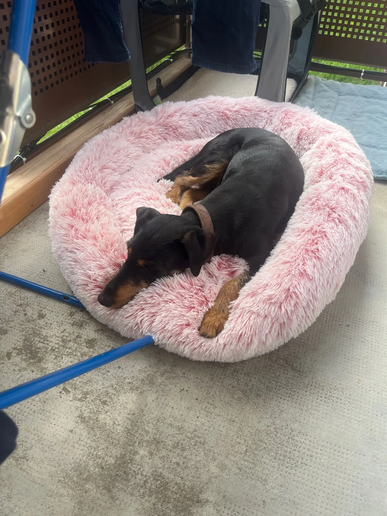 Cozy Round Pet Bed in Stylish Gradient for Large Dogs photo review