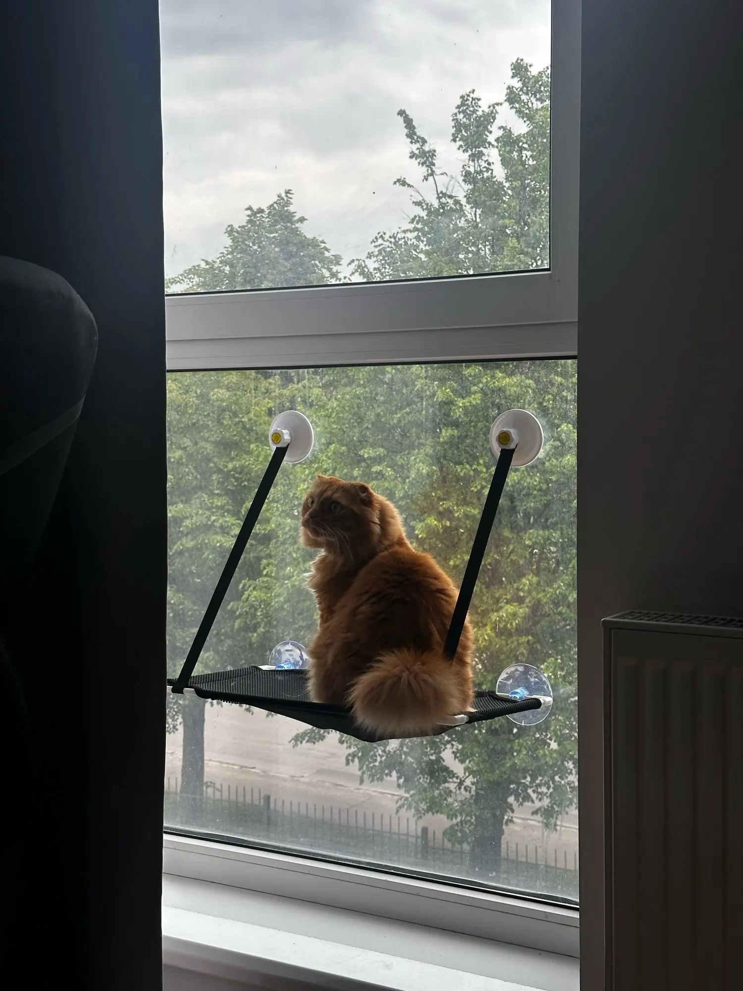Breathable Cat Hammock with Suction Cups for Sunbathing Bliss photo review
