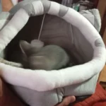 Cozy Cotton Cat Cave: Warm Pet Bed for Cats & Small Dogs photo review