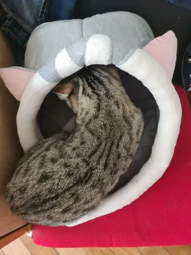 Cozy Cartoon Cat Bed: Removable, Washable, & Foldable Delight photo review