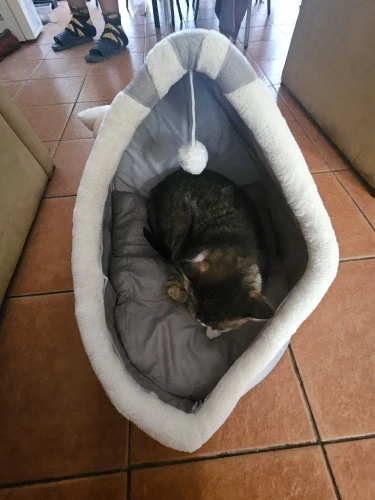 Cozy Cartoon Cat Bed: Removable, Washable, & Foldable Delight photo review