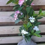 Lifelike Tropical Ficus Tree - No-Maintenance Home Decor photo review