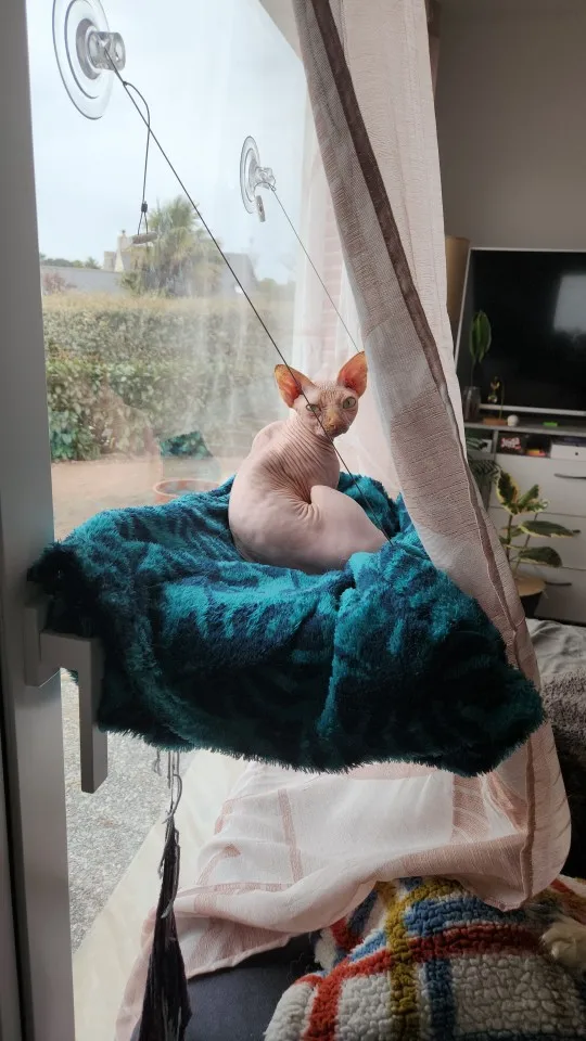 Sunny Cat Hammock Bed - Cozy Aerial Window Nest for Cats photo review