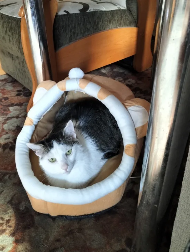 Cozy Cotton Cat Cave: Warm Pet Bed for Cats & Small Dogs photo review
