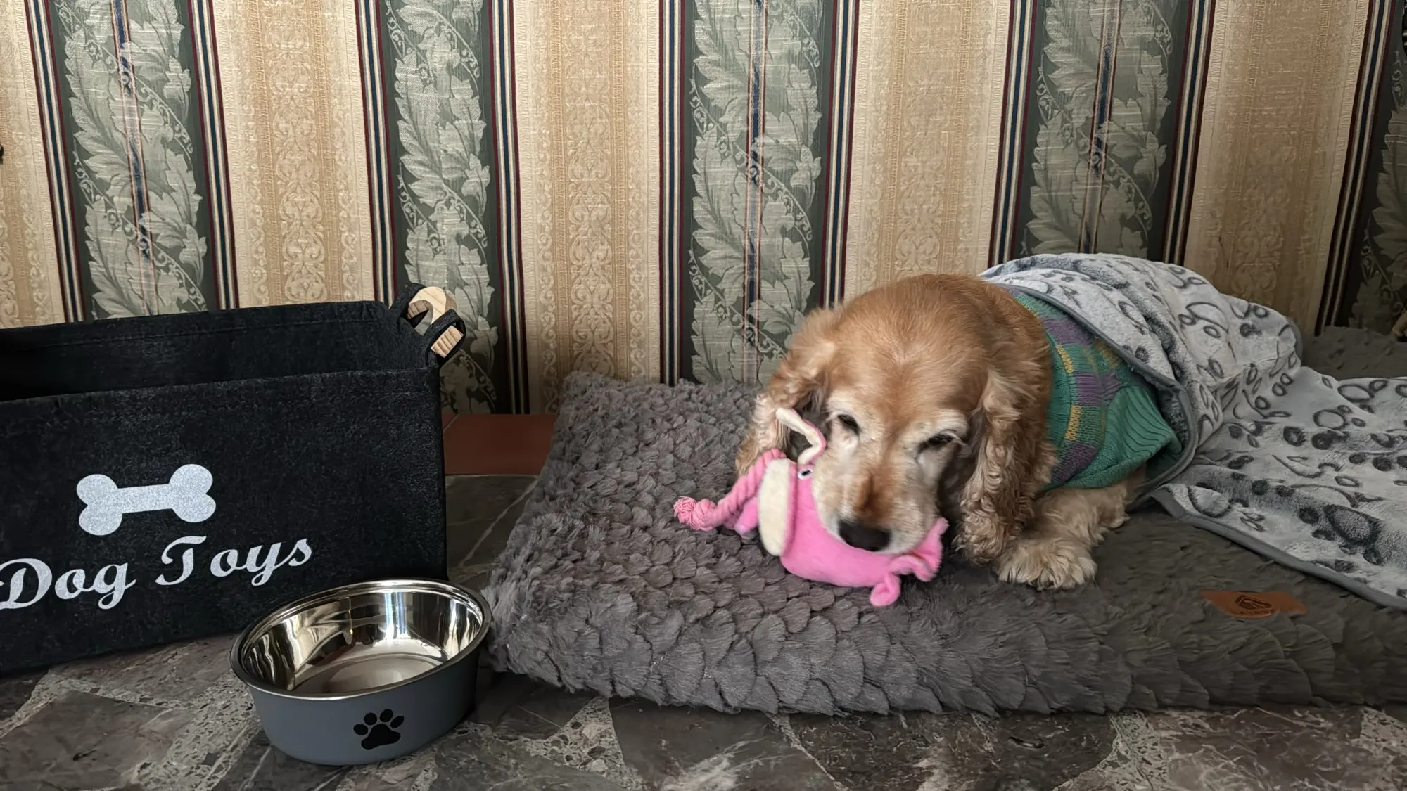Orthopedic 3 D Foam Dog Bed with Washable Cover & Anti-Slip Base photo review