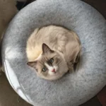 Cozy Felt Donut Cat Bed & Tunnel - Interactive Play Haven photo review