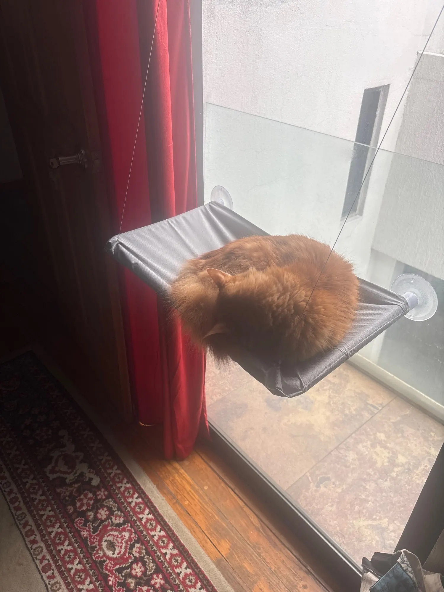 Sunny Cat Hammock Bed - Cozy Aerial Window Nest for Cats photo review