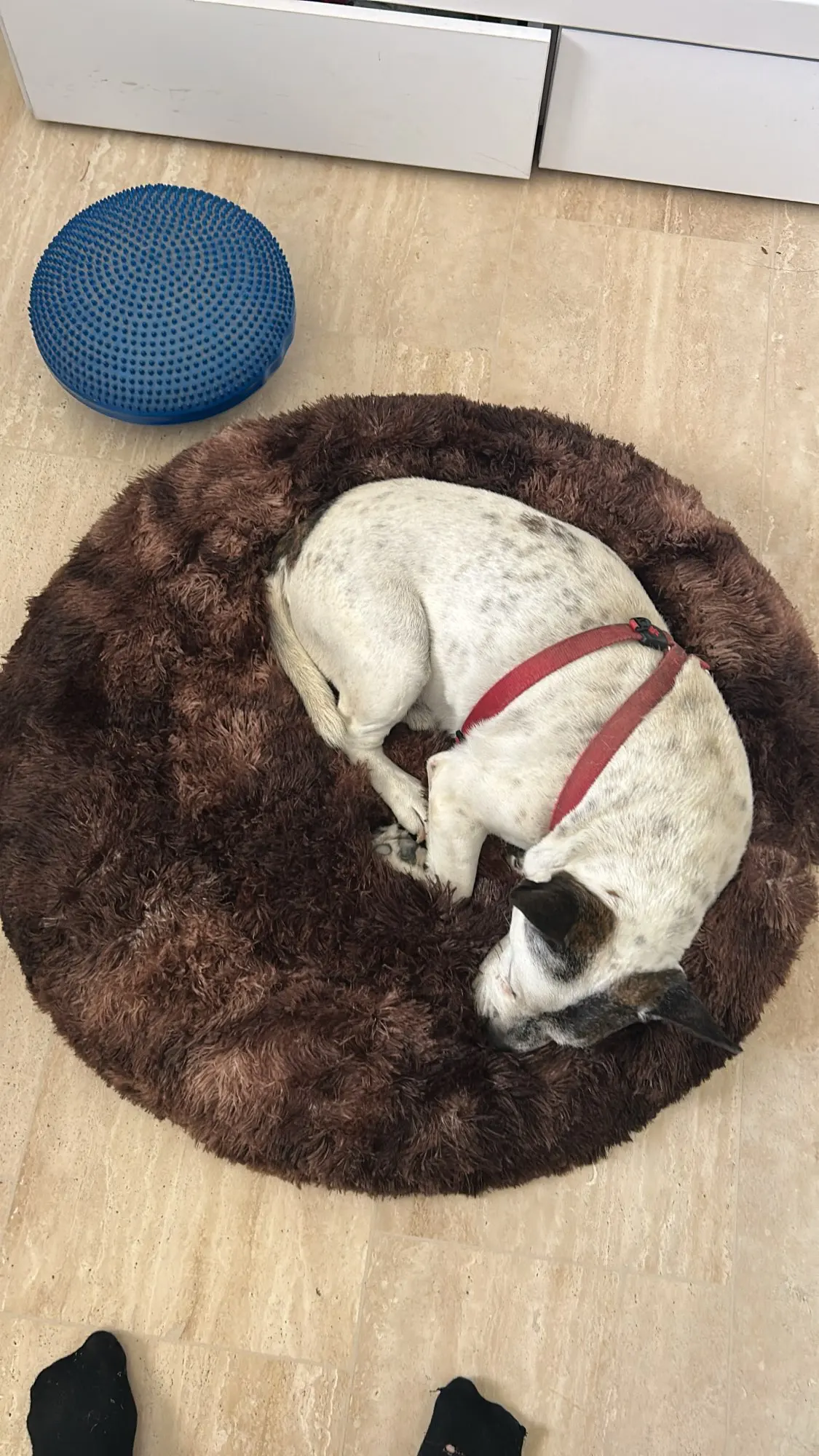 Cozy Round Pet Bed in Stylish Gradient for Large Dogs photo review
