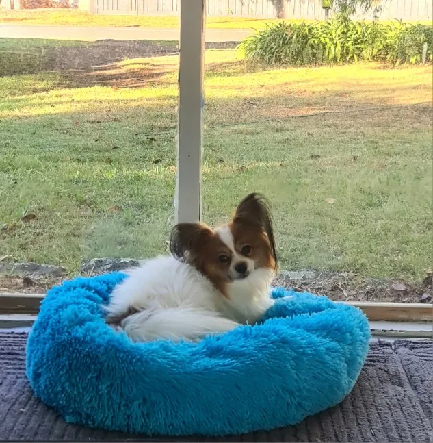 Plush Donut Cat Bed: Cozy, Washable Comfort for Pets photo review