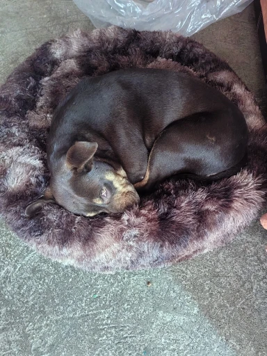 Cozy Round Pet Bed in Stylish Gradient for Large Dogs photo review