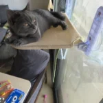 Sunshine Bliss: Foldable Suction Cup Cat Hammock Bed photo review