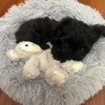 Cozy Plush Cat Bed for Ultimate Warmth & Comfort photo review