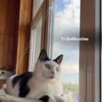 Sunny Cat Hammock Bed - Cozy Aerial Window Nest for Cats photo review