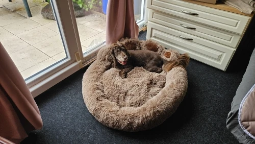 Cozy Bear Paw Pet Bed - Fluffy Comfort for All Sizes photo review