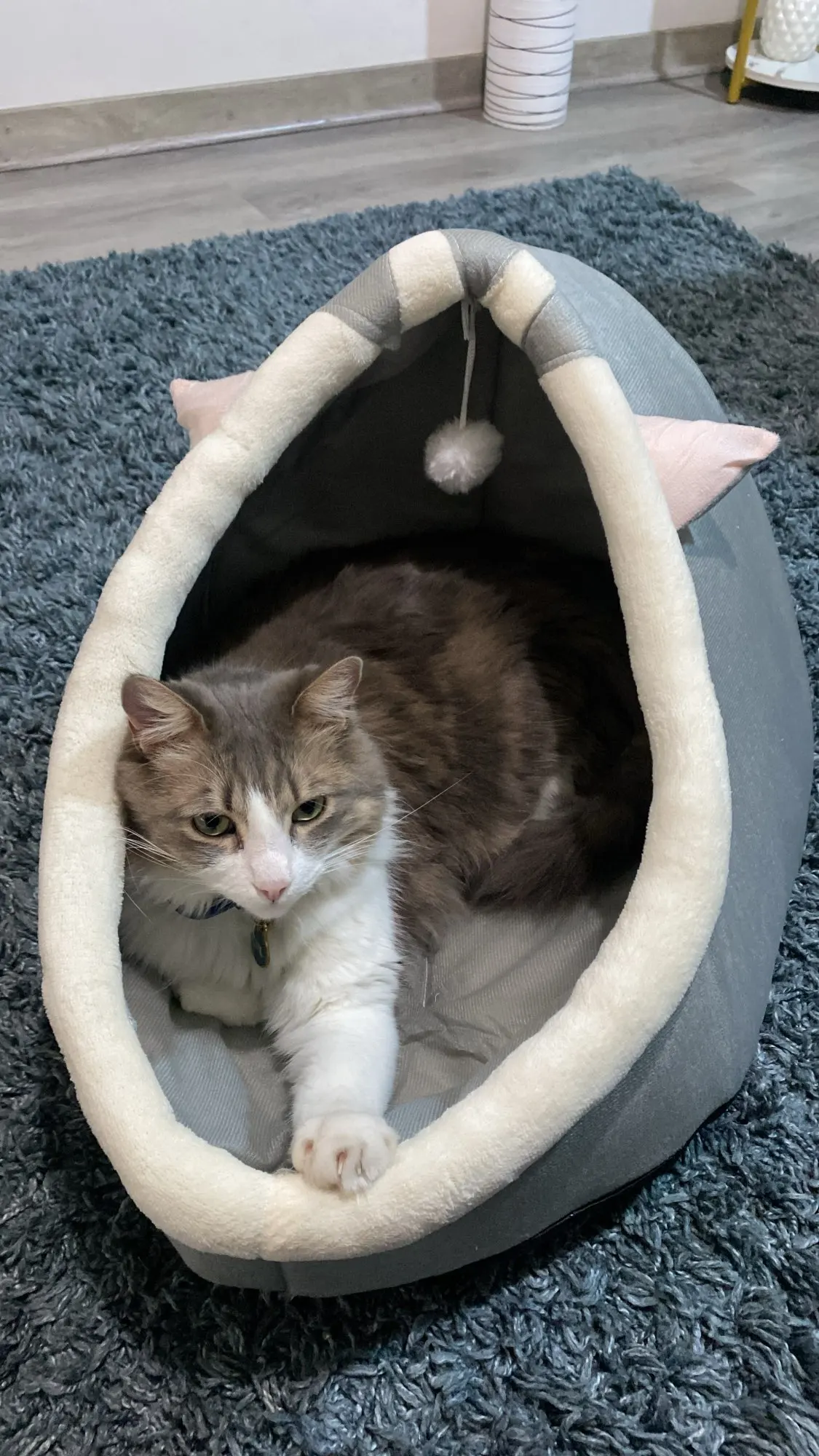 Cozy Cartoon Cat Bed: Removable, Washable, & Foldable Delight photo review