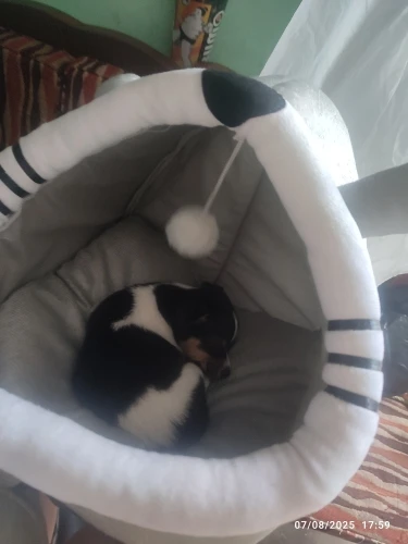 Cozy Cartoon Cat Bed: Removable, Washable, & Foldable Delight photo review